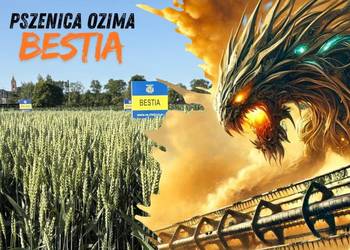 Pszenica ozima kwalifikowana C1 Bestia A/B - chlebowa Nowość