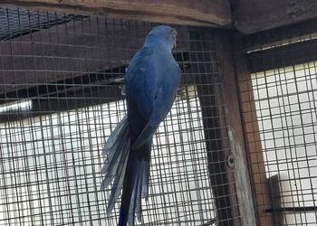 Samica Aleksandretty Obrożnej