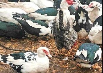 Kaczki i Kaczory Rasy Francuskiej