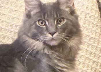 Kocurek Maine coin Warszawa od zaraz fife