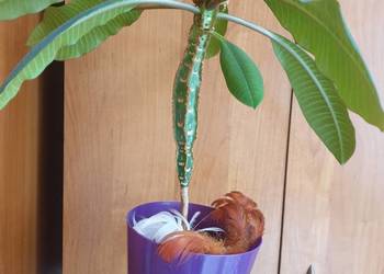 Roślina doniczkowa wilczomlecz białounerwiony