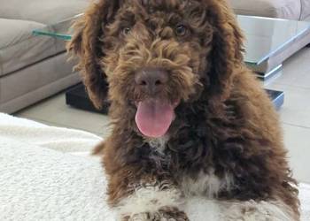 Lagotto Romagnolo ZKwP/FCI