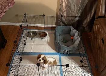 Kojec dla świnki morskiej królika wybieg klatka metalowa modułowa