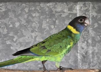 Rozelle czarnogłowe Kragen 2025r