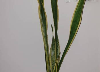 Sansewieria,wysoka, sansa, wężownica, 130cm wysokość