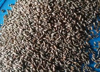 Sprzedam mieszankę żyto z pszenżytem