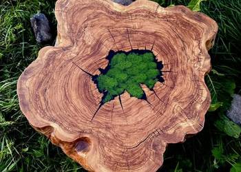 Stolik kawowy z Plastra Drewna Oliwnego