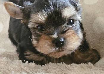 York, Yorkshire Terrier