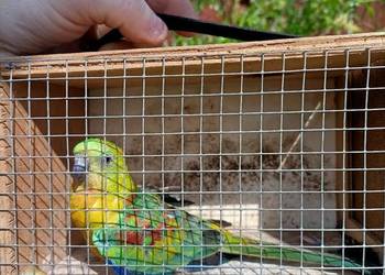 Świergotka seledynowa