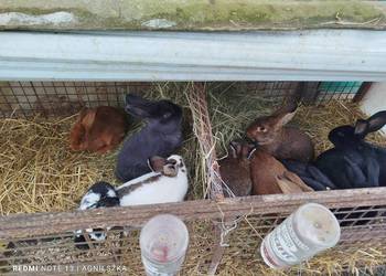 Króliki mieszańce i rasowe