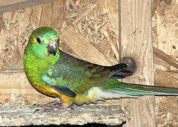 Sprzedam papugi świergotki