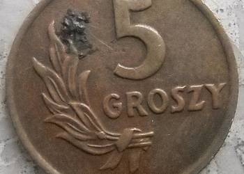 POLSKA-5 GROSZY-1949 r-