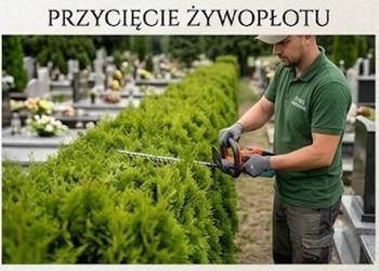 Przycięcie tui, żywopłotu, Cmentarz Działkowa, Wrocław, Świętego Maurycego