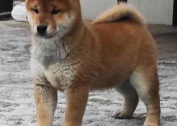 Shiba inu FCI