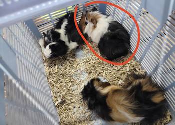 Świnka morska samiec