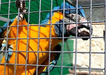 Ary szafirowe glaucogularis