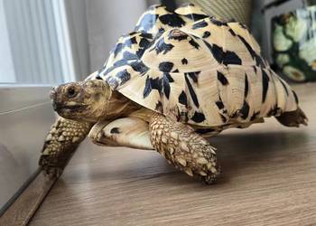 Żółw lamparci lądowy.