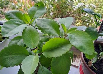 Żyworódka pierzasta Pinnata