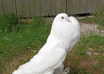 Garłacz samica biała