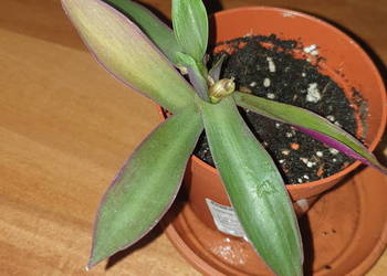 Reo meksykańskie, trzykrotka, roślina rosnąca