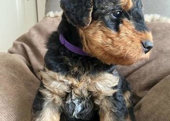 Szczenię Airedale Terrier