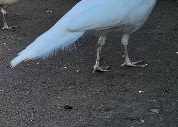 Pawie