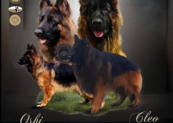 Owczarek niemiecki długowłosy Szczeniaki ZKwP