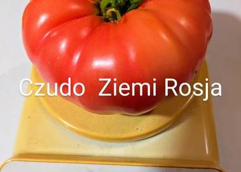 Cudo *Ziemi ,Aly Mustang Pomidor nasiona pokarm.dla ryb