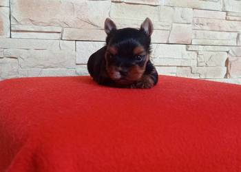 Yorkshire terrier. Uroczy maleńki piesek.