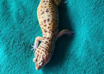 Gekon lamparci samiec 2letni