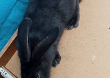 Króliki hodowlane ostatni samczyk.