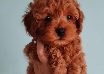 Piesek Maltipoo