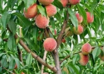 brzoskwinie odmiana inka ekologiczna brzoskwinie odmiana inka ekologiczna