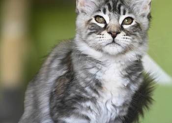 Maine Coon kotka rodowód fpl