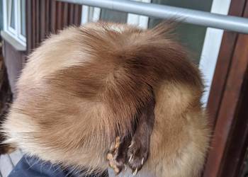 czapka futrzana futro naturalne lis piżmak TANIO 50zł