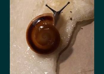 Ślimak lądowy Caracolus Sagemon