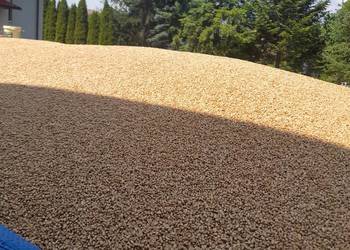 Pszenica ozima Pszenica ozima