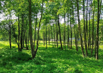 Działka Budowlana 1996 m2 Bieganów gm. Jaktorów