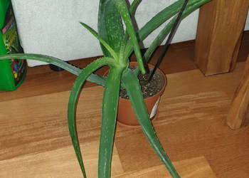 Aloes,  duży i rozłożysty, wieloletni