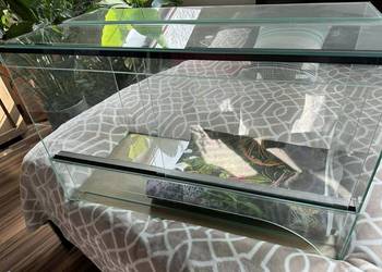 Sprzedam pytona królewskiego samca pół roczny