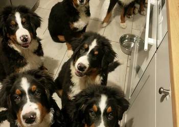 Berneński pies pasterski 4 pieski