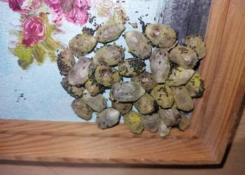 Murarka Rogata kokony i rurki