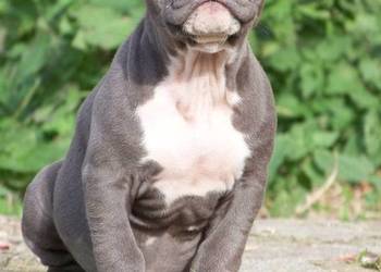 American Staffordshire Terrier Blue Amstaff Szczeniak Suczka