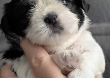 Szczenięta shih tzu z genem blue
