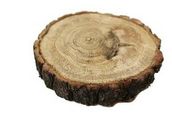 Plaster drewna dąb szlifowany 10-12cm Plastry