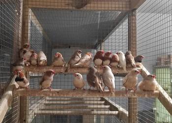 Zeberki w różnych mutacjach