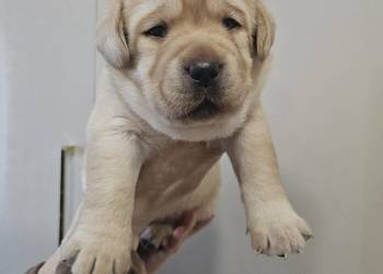Labrador retriever Zkwp FCI