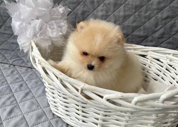 Szpic Pomeranian Szczenieta