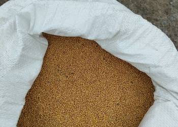 Sprzedam proso groch wykę jara gorczyca