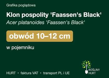 Klon pospolity 'Faassen's Black' obwód 10-12 cm, w pojemniku – HURT